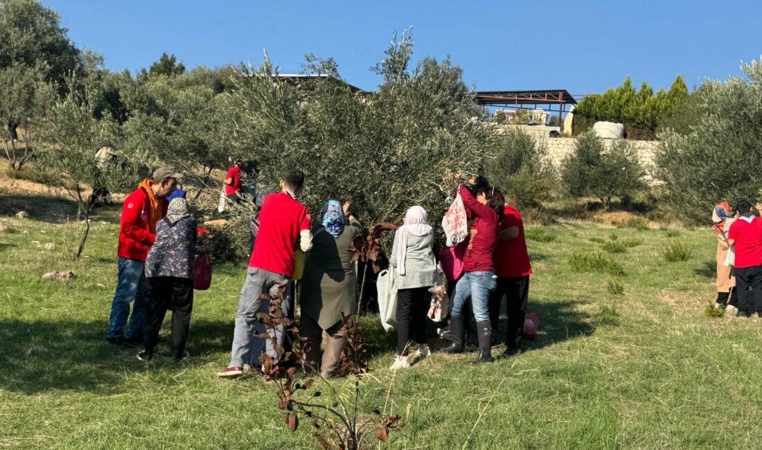 İzmir’de Engelli Yurttaşlar Ve Yakınları Zeytin Hasadında Buluştu İzmir’de Engelli Yurttaşlar Ve Yakınları Zeytin Hasadında Buluştu İzmir Büyükşehir