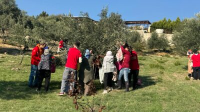 İzmir’de Engelli Yurttaşlar Ve Yakınları Zeytin Hasadında Buluştu İzmir Büyükşehir