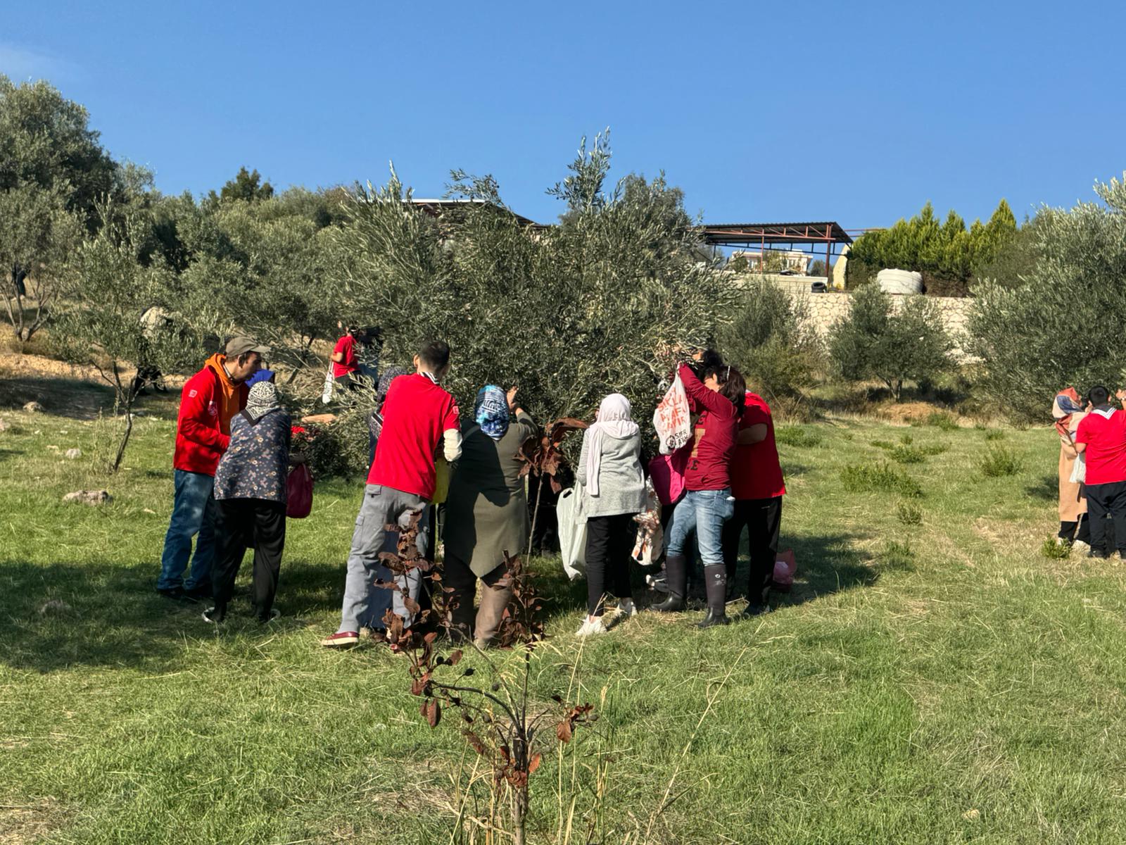 İzmir’de Engelli Yurttaşlar Ve Yakınları Zeytin Hasadında Buluştu İzmir Büyükşehir