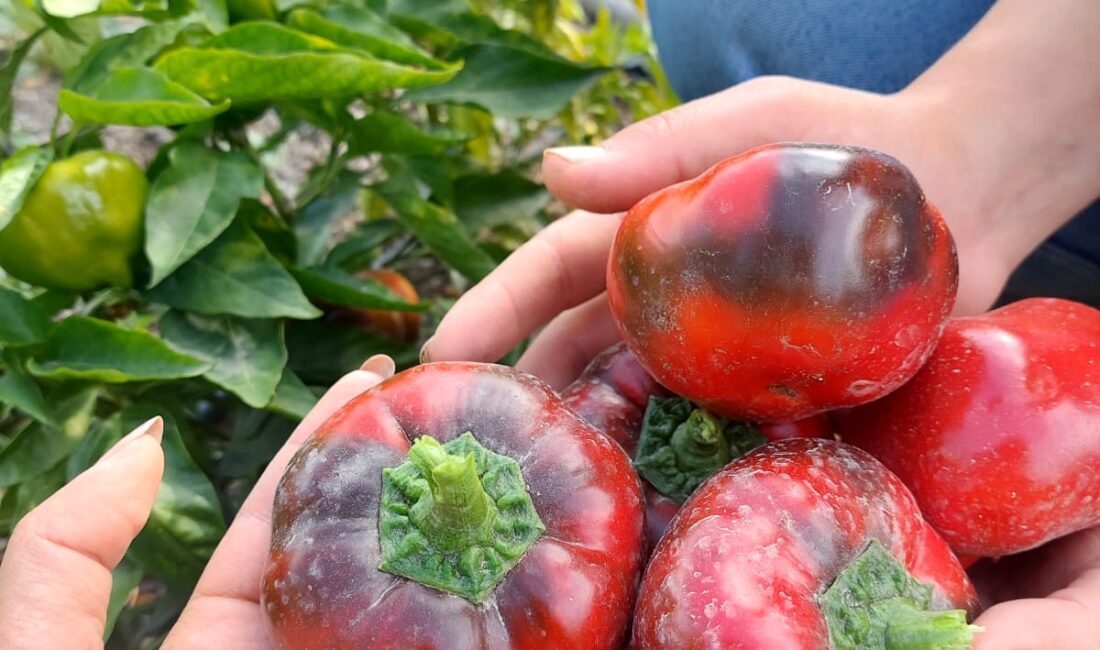 Üreğil Millet Bahçesi’nde Ata Tohumu Çoğaltım Çalışmaları Devam Ediyor Mamak