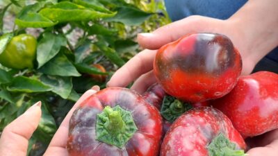 Üreğil Millet Bahçesi’nde Ata Tohumu Çoğaltım Çalışmaları Devam Ediyor Mamak