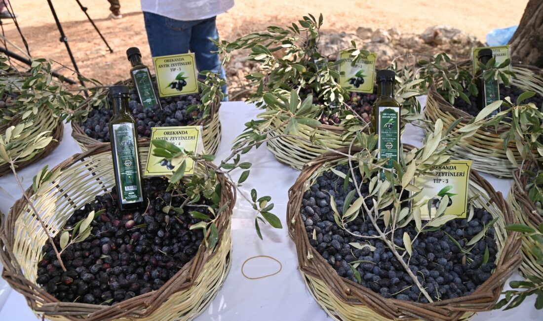 Manavgat’ta Zeytin ve Zeytinyağı Festivali’nin İkincisi Başlıyor Manavgat’ta Zeytin ve Zeytinyağı Festivali’nin İkincisi Başlıyor Manavgat Belediyesi tarafından