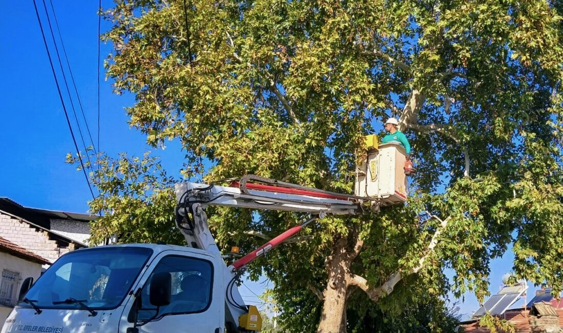Efeler’de Ağaç Budama Çalışmaları Sürüyor Efeler’de Ağaç Budama Çalışmaları Sürüyor Efeler Belediyesi Park ve Bahçeler