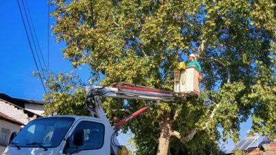 Efeler’de Ağaç Budama Çalışmaları Sürüyor Efeler Belediyesi Park ve Bahçeler