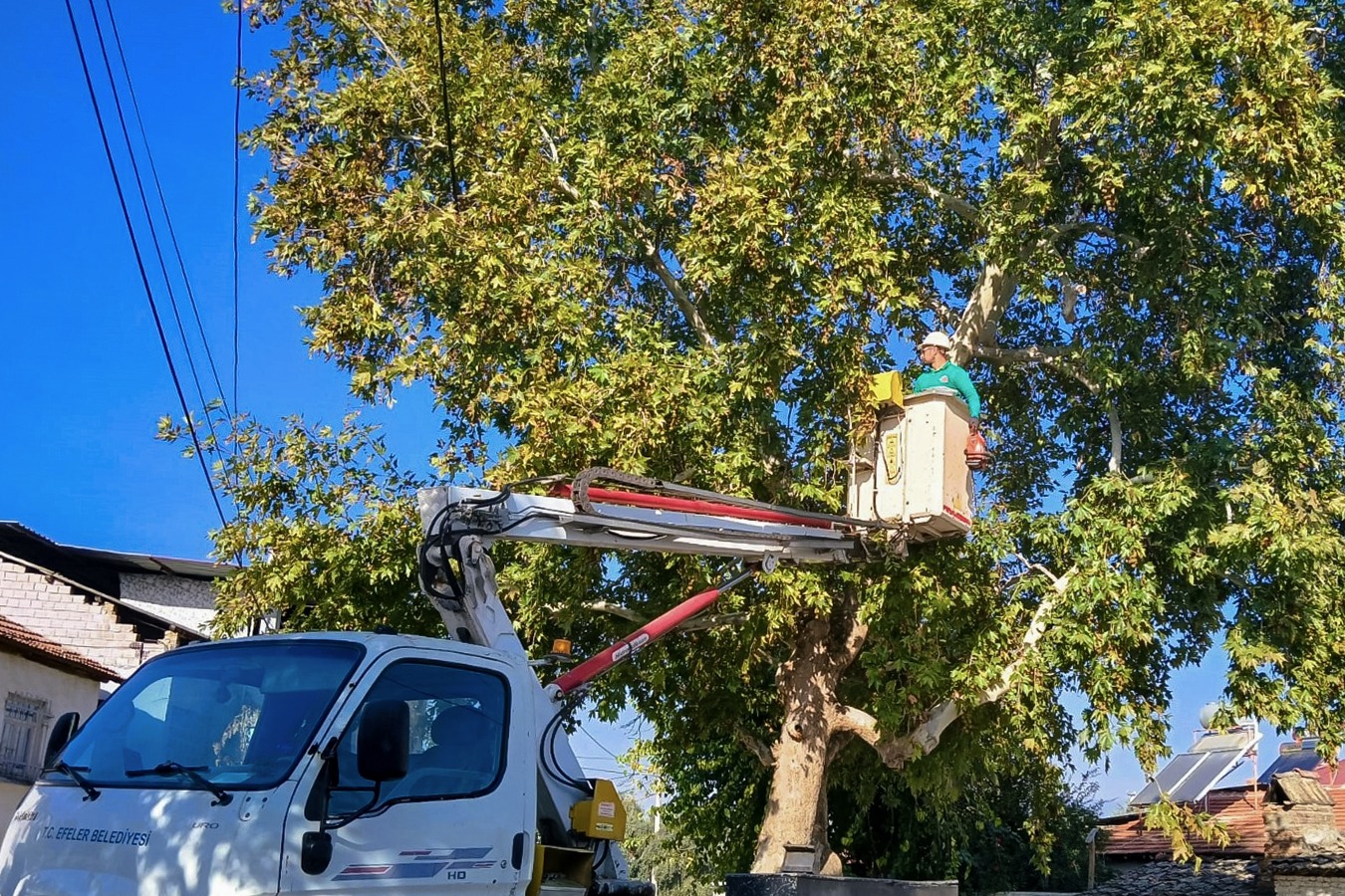 Efeler’de Ağaç Budama Çalışmaları Sürüyor Efeler Belediyesi Park ve Bahçeler