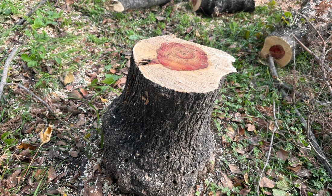 Bakırköy Belediyesi’nden Teke Böceğine Karşı
