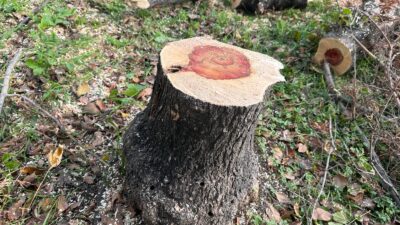 Bakırköy Belediyesi’nden Teke Böceğine Karşı Etkin Mücadele Bakırköy Belediyesi, bitki