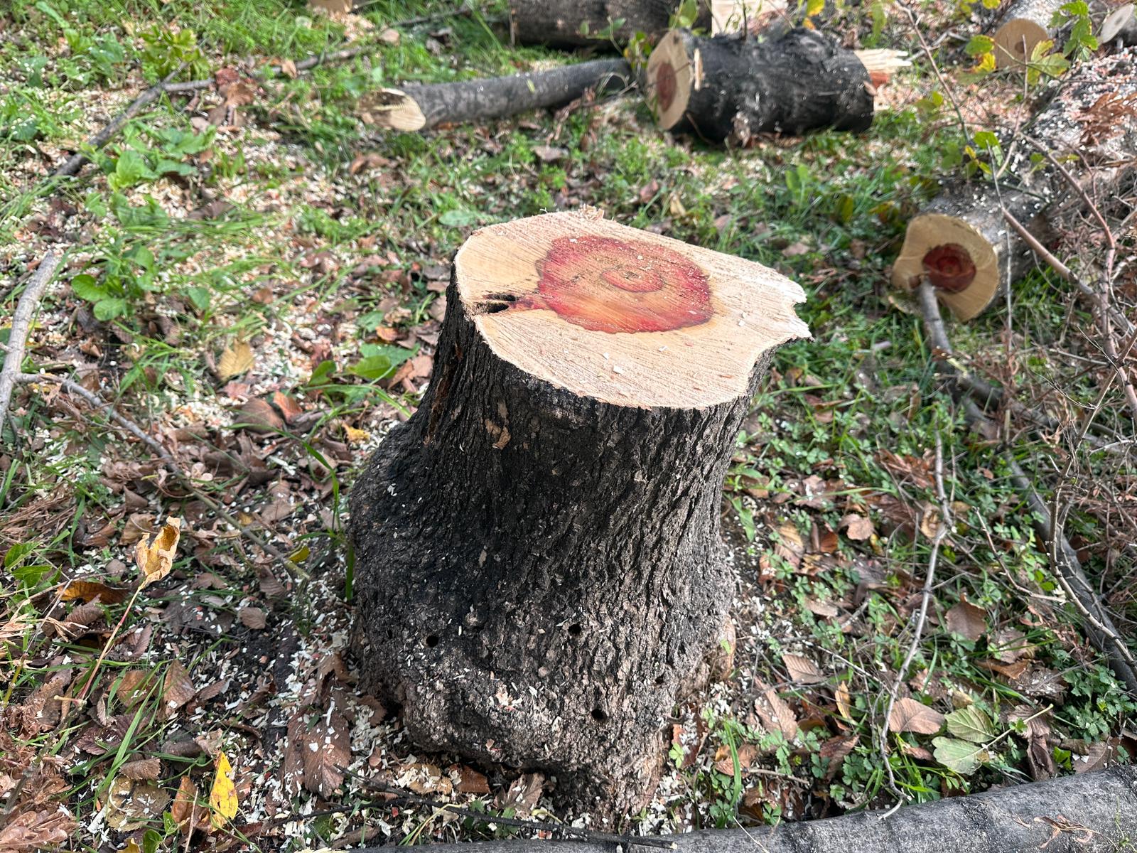 Bakırköy Belediyesi’nden Teke Böceğine Karşı Etkin Mücadele Bakırköy Belediyesi, bitki