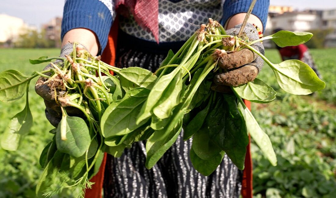 Osmangazi Belediyesi’nin hayata geçirdiği doğal tarım çalışmaları kapsamında
tamamen ilaçsız yetiştirilen