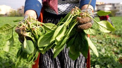 Osmangazi Belediyesi’nin hayata geçirdiği doğal tarım çalışmaları kapsamında
tamamen ilaçsız yetiştirilen