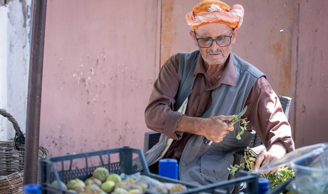 Beydağ İncirinin Katma Değeri Artıyor İzmir Büyükşehir Belediyesi, çiftçinin emeğinin katma değerli ürüne dönüşmesi için
