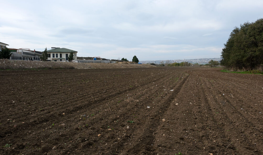 Büyükçekmece’de Atıl Araziler Buğdayla Buluştu