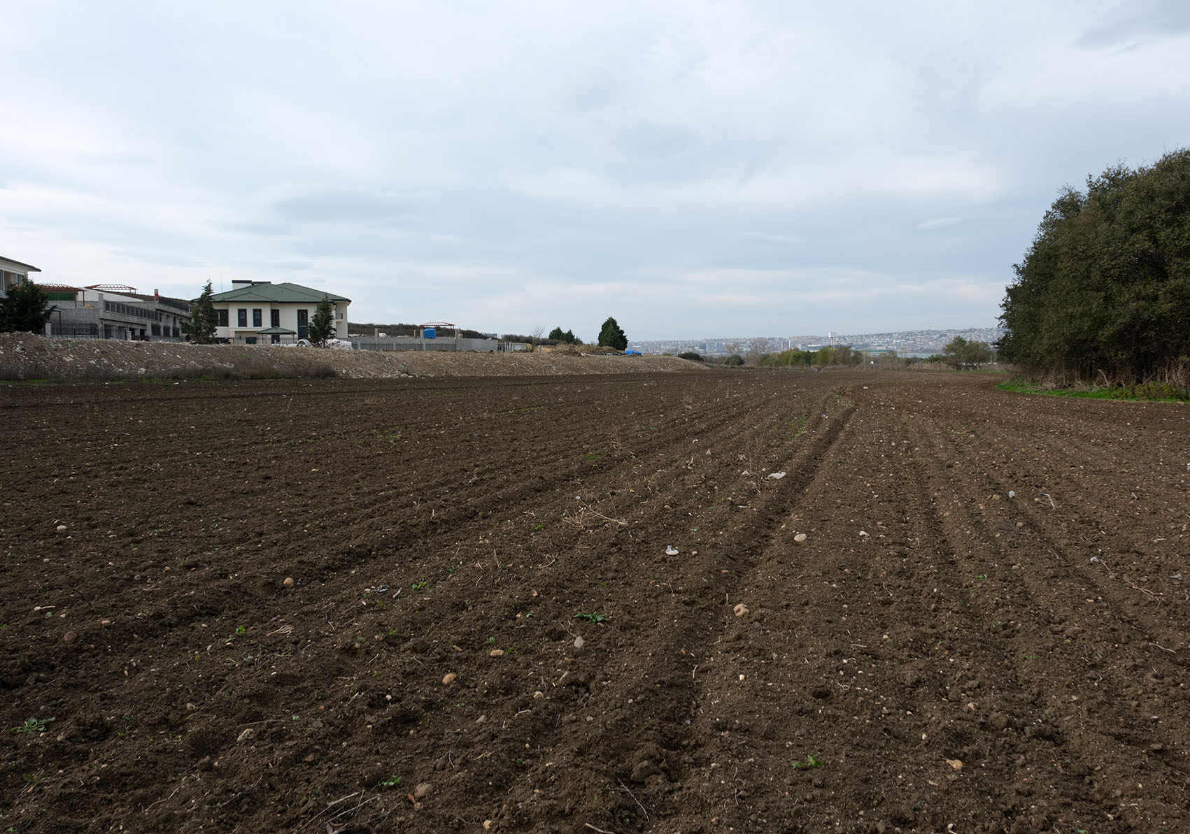 Büyükçekmece’de Atıl Araziler Buğdayla Buluştu Büyükçekmece Belediyesi, ilçedeki verimli toprakları