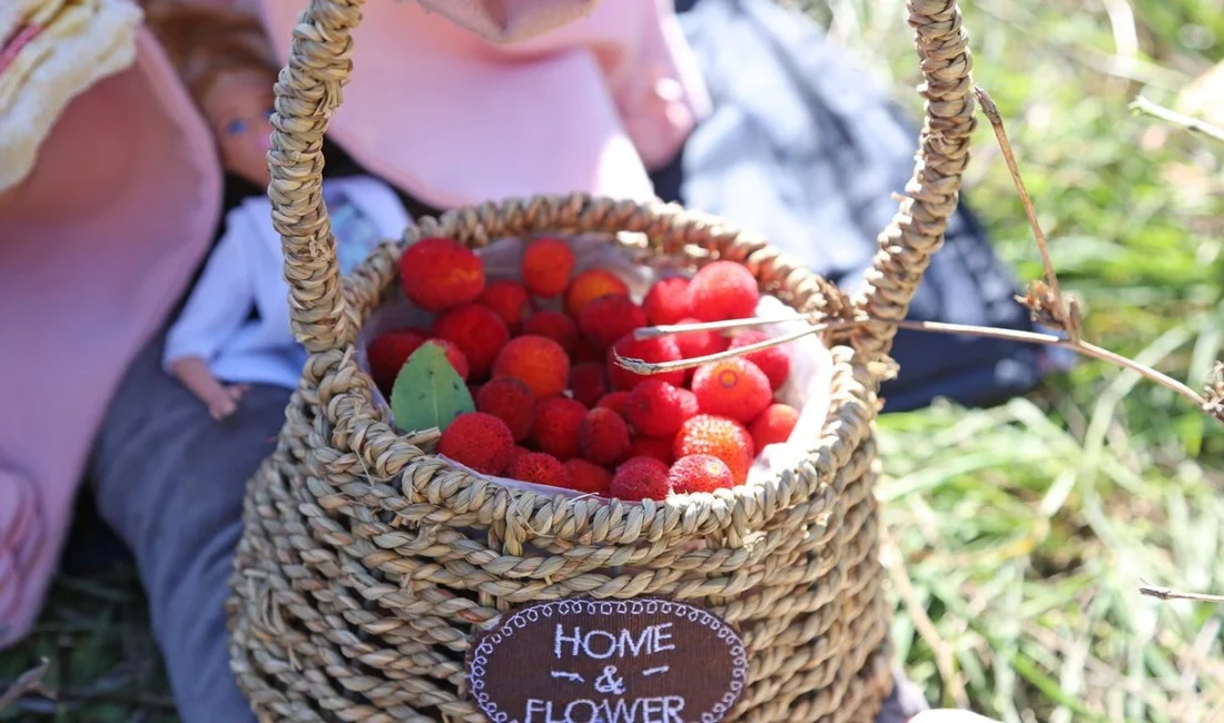 Ataşehirliler Dördüncü Kez Dağ Çileği Festivali’nde Buluşuyor Ataşehirliler Dördüncü Kez Dağ Çileği Festivali’nde Buluşuyor Ataşehir Belediyesi tarafından