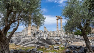 26 Kasım Dünya Zeytin Ağacı Günü’nde Didim Belediyesi’nden Anlamlı Mesaj
