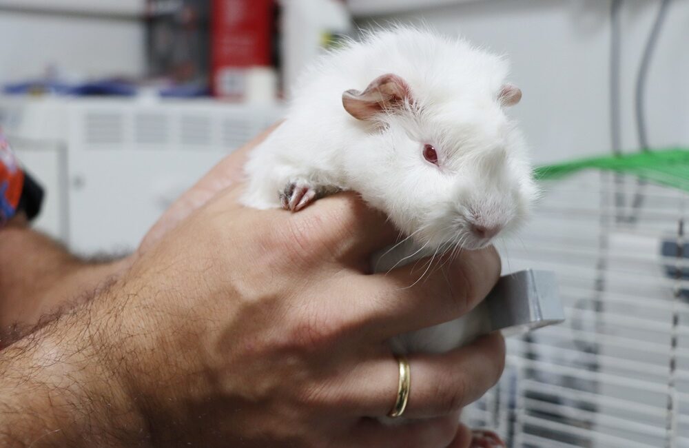 Ginepig Sahiplenilmeyi Bekliyor Yalova Belediyesi