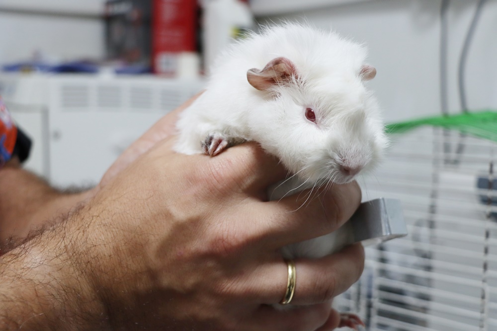 Ginepig Sahiplenilmeyi Bekliyor Yalova Belediyesi Veteriner İşleri Müdürlüğü Sokak Hayvanları