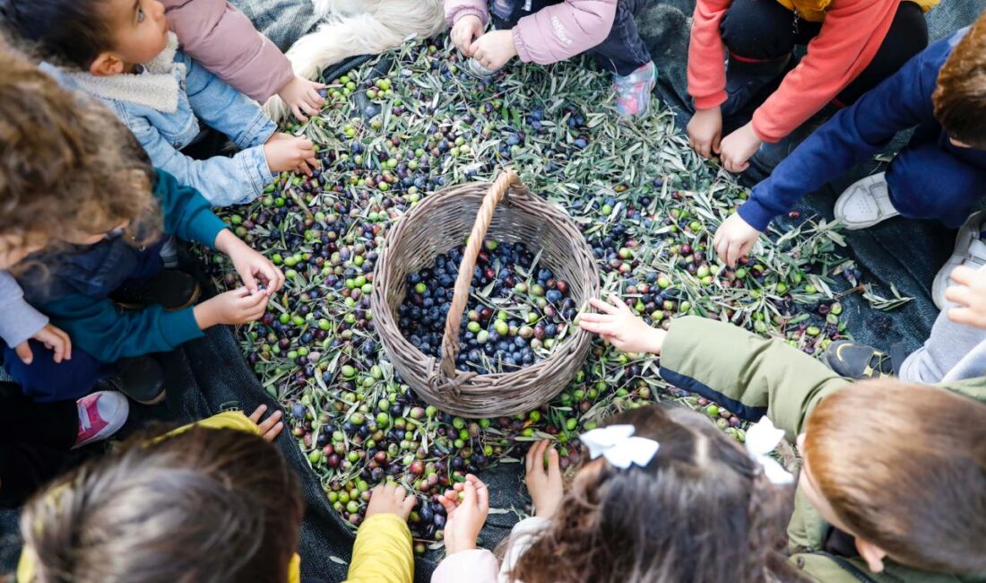 Seferihisar Belediyesi’nden Örnek Proje; Çocukların Topladığı Zeytinler Sofralara Bereket Olacak