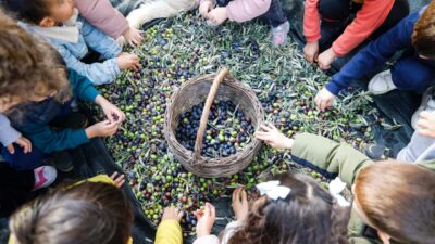 Seferihisar Belediyesi’nden Örnek Proje; Çocukların Topladığı Zeytinler Sofralara Bereket Olacak