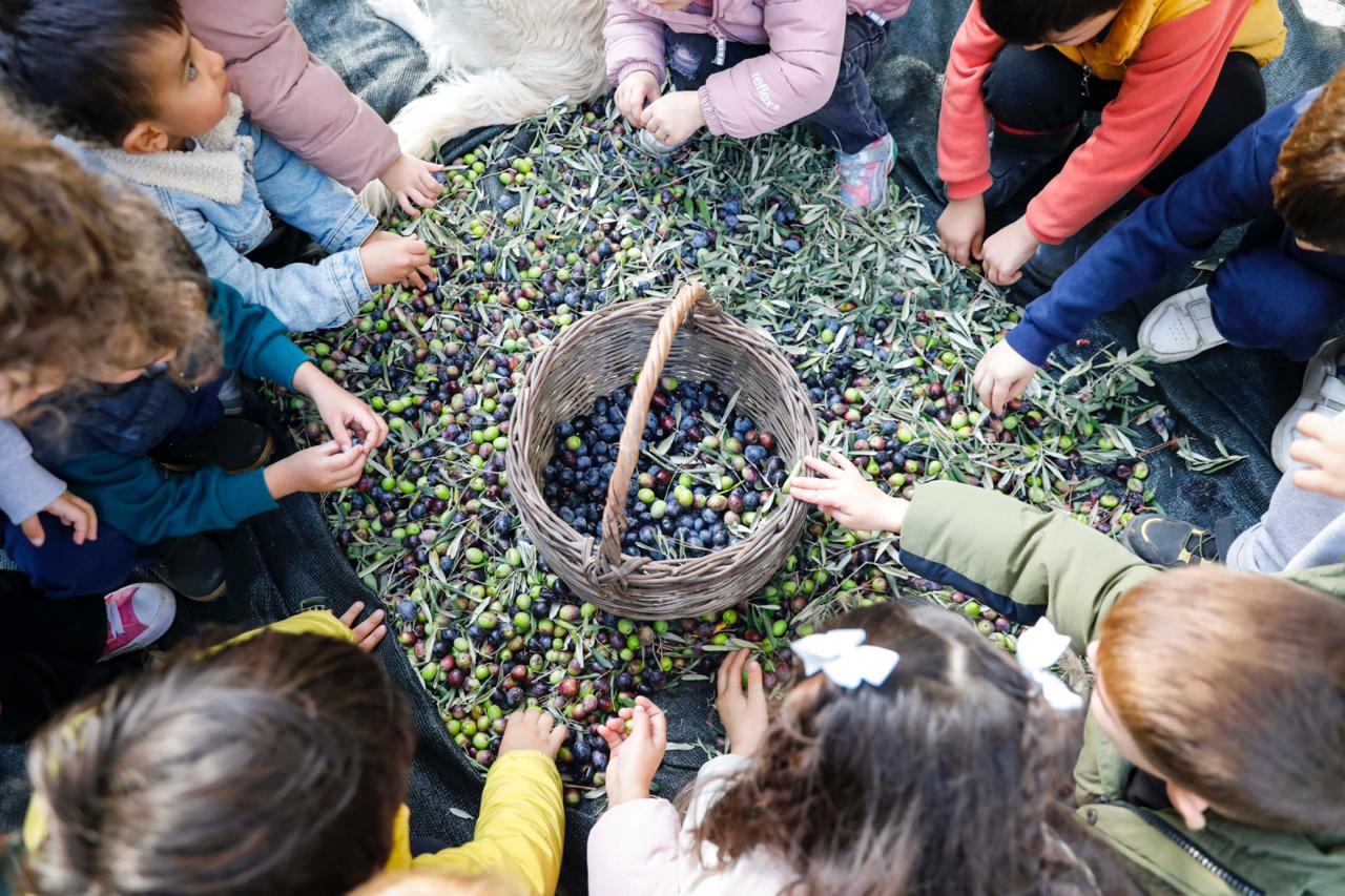Seferihisar Belediyesi’nden Örnek Proje; Çocukların Topladığı Zeytinler Sofralara Bereket Olacak