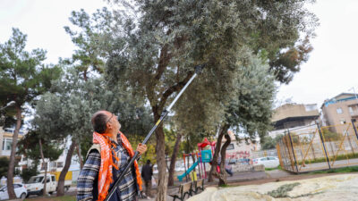 Buca’da dayanışma için hasat zamanı