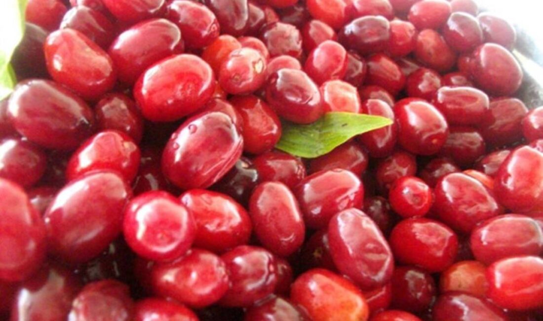 Kış mevsiminin kendini göstermesiyle birlikte