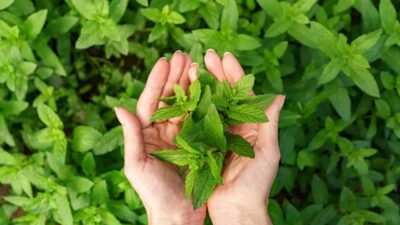 Doğanın insan sağlığına sunduğu en etkili bitkilerden biri olan tıbbi