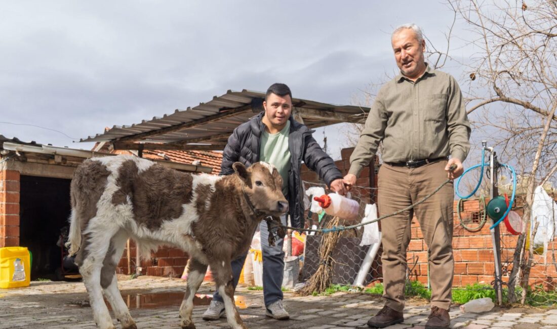 İzmir Büyükşehir şap hastalığına karşı harekete geçti Çiftçiye buzağı kiti ve dezenfektan desteği İzmir Büyükşehir Belediyesi, yaklaşık
