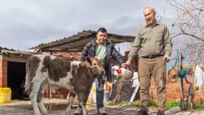 Çiftçiye buzağı kiti ve dezenfektan desteği  İzmir Büyükşehir Belediyesi, yaklaşık