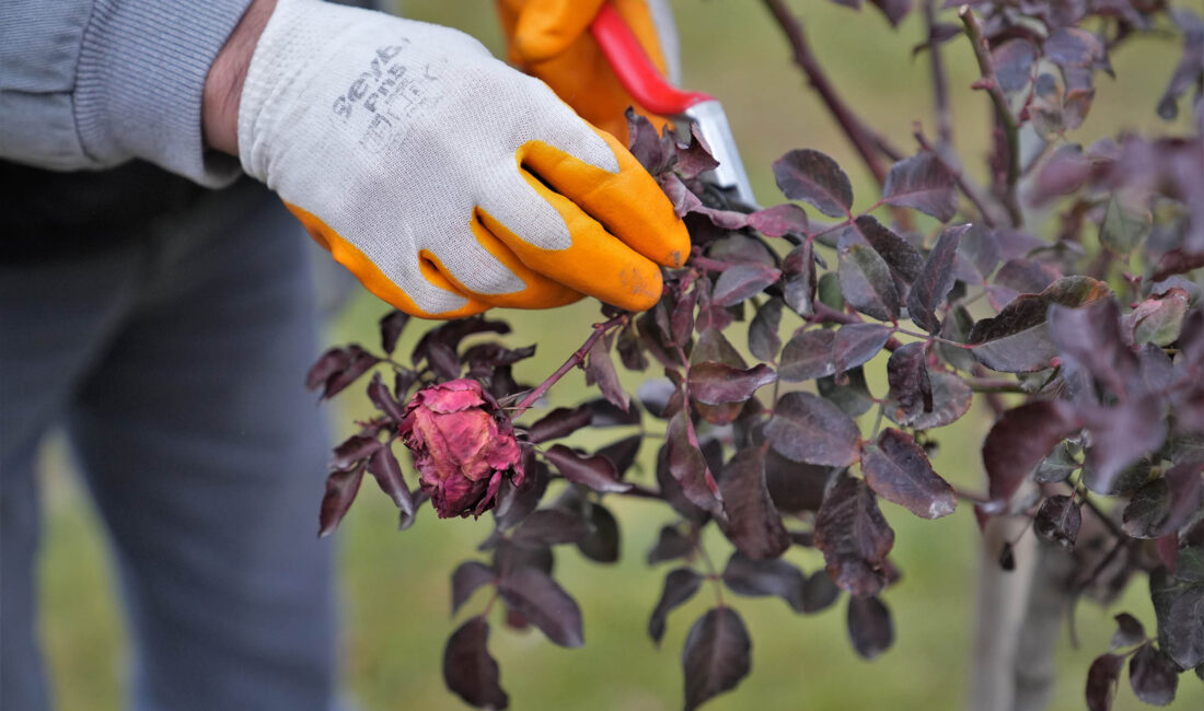 Keçiören Belediyesi, ilçe genelinde park, bahçe ve yeşil alanlarda yürüttüğü