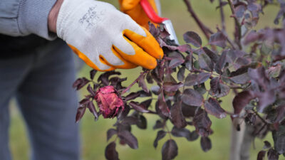 Keçiören Belediyesi, ilçe genelinde park, bahçe ve yeşil alanlarda yürüttüğü
