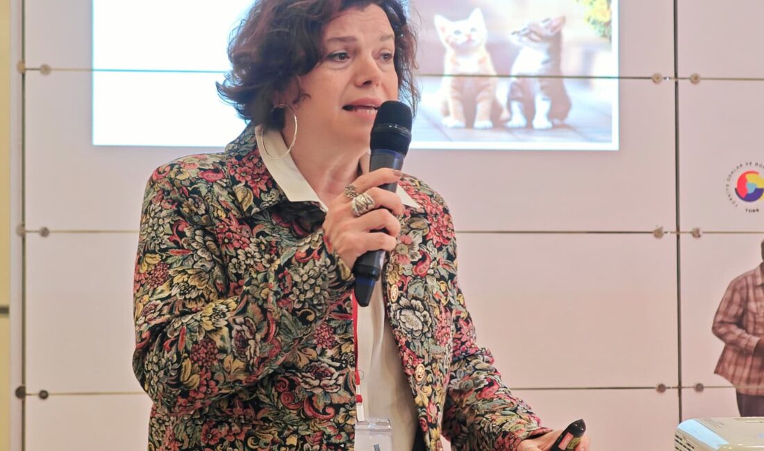 Kedi dışkısı ve çiğ etten