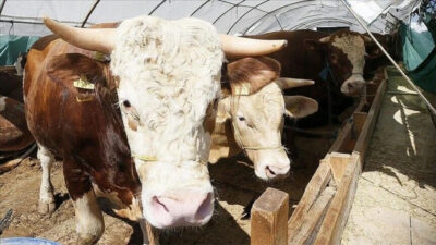 Tarım ve Orman Bakanlığı, Kurban Bayramı öncesinde hayvan hastalıklarının önlenmesi