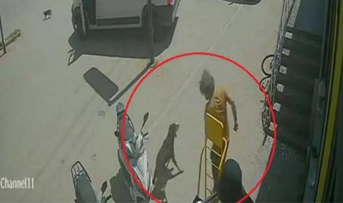 Antalya’da bir şahsın sokakta yatan kediyi ayağıyla ezip ardından köpeği