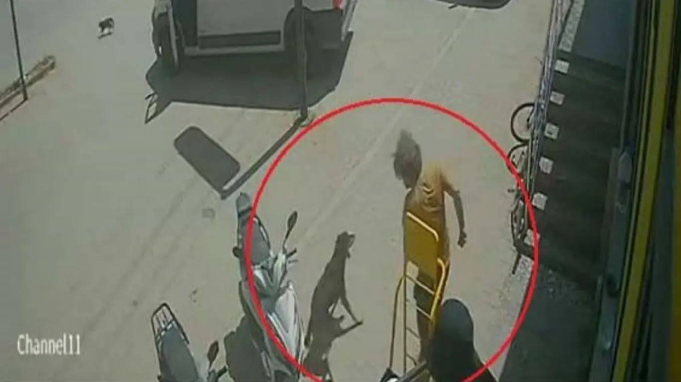 Antalya’da bir şahsın sokakta yatan kediyi ayağıyla ezip ardından köpeği