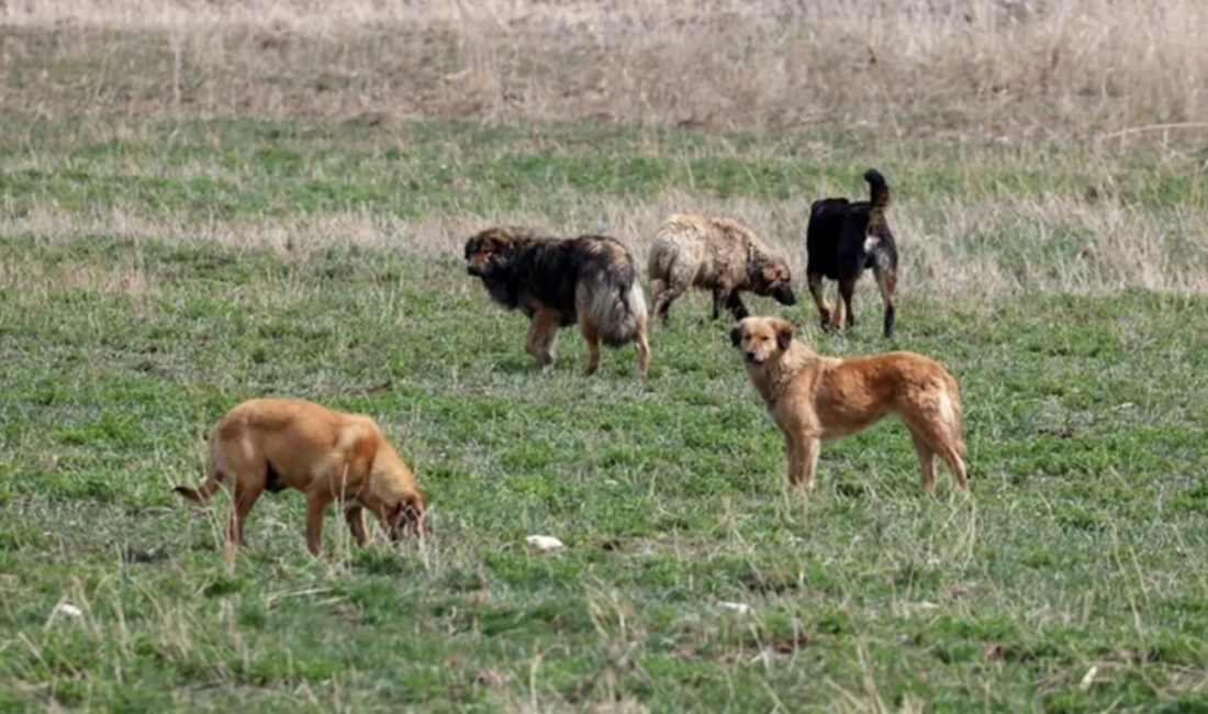 Son dakika haberi... İçişleri Bakanlığı, sahipsiz sokak köpeklerinin neden olduğu