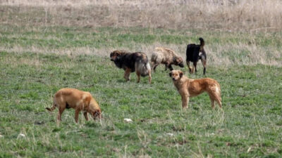 Son dakika haberi... İçişleri Bakanlığı, sahipsiz sokak köpeklerinin neden olduğu