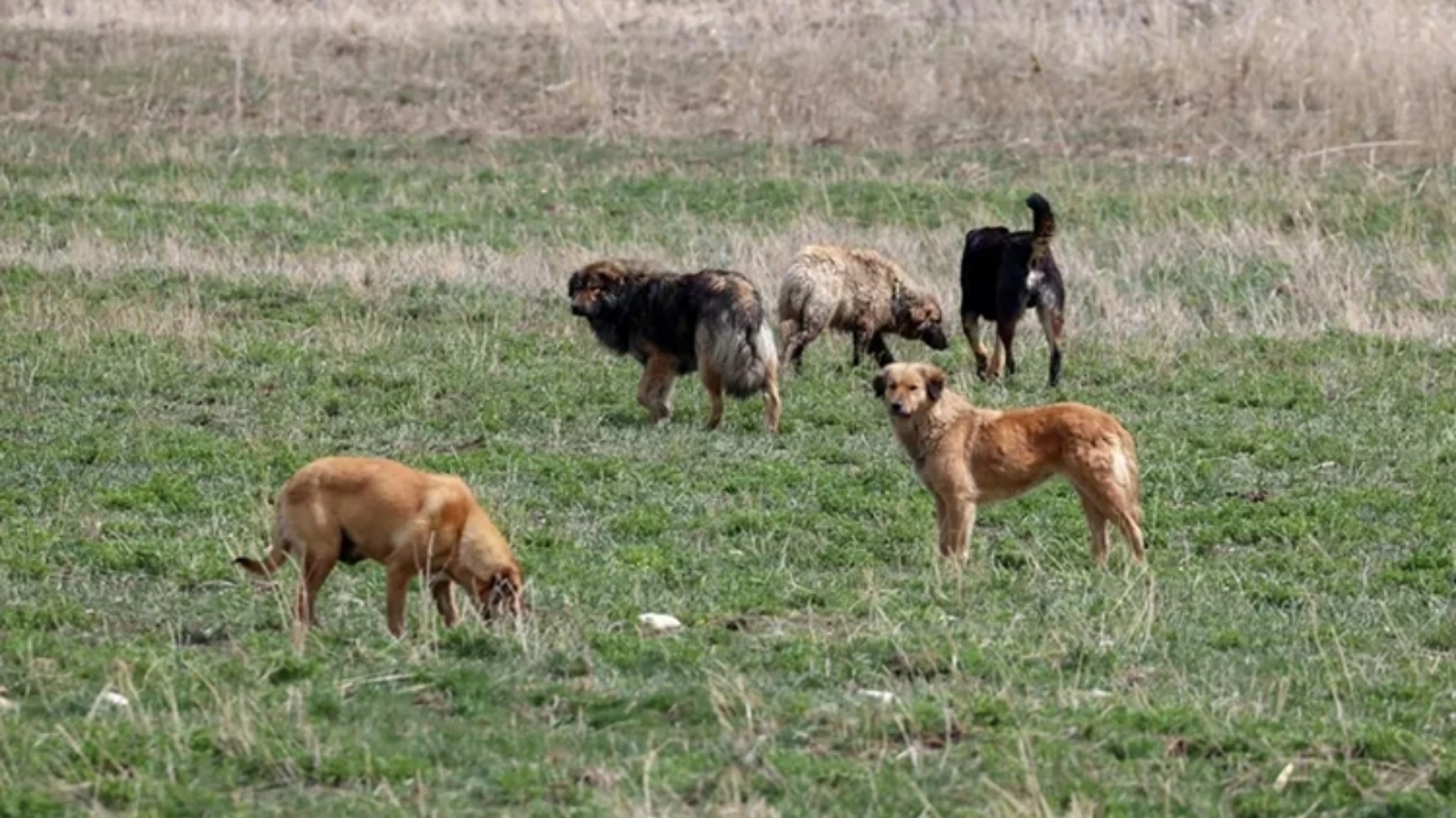 Son dakika haberi... İçişleri Bakanlığı, sahipsiz sokak köpeklerinin neden olduğu