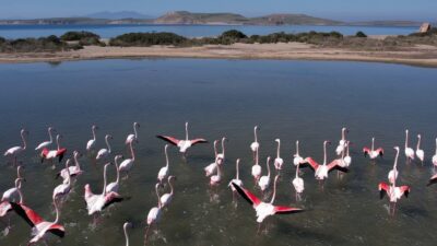 Yolunuz bir gün olur da İzmir tarafından Ayvalık’a düşerse, Sarımsaklı’ya
