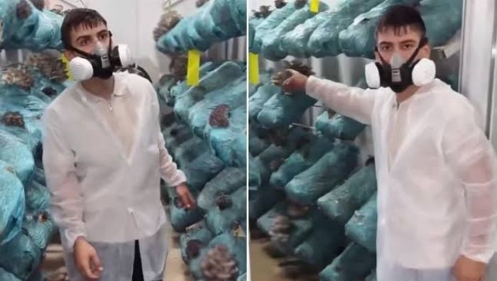 Avukatlıktan mantar üreticiliğine geçiş: ‘Ayda 250 bin TL kazandırıyor’ Avukatlık mesleğini bırakarak mantar üreticiliğine yönelen bir kişi, iki iş